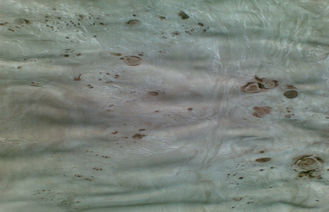 প্রাকৃতিক Burl আসবাবপত্র এএ / একটি / এবি গ্রেড সঙ্গে কাঠ ব্যহ্যাবরণ Poplar