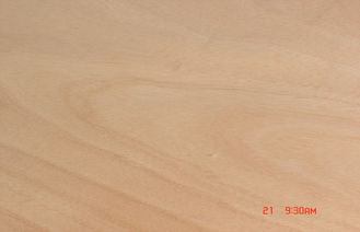 রোটারি কাটা হলুদ Okoume মুখের ব্যহ্যাবরণ, 0.20 মিমি - 0.60 মিমি বেধ